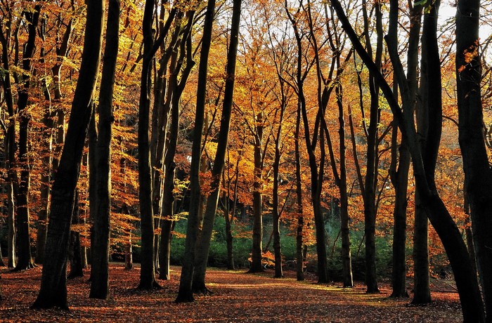 Autumn forest with tall trees and fallen leaves