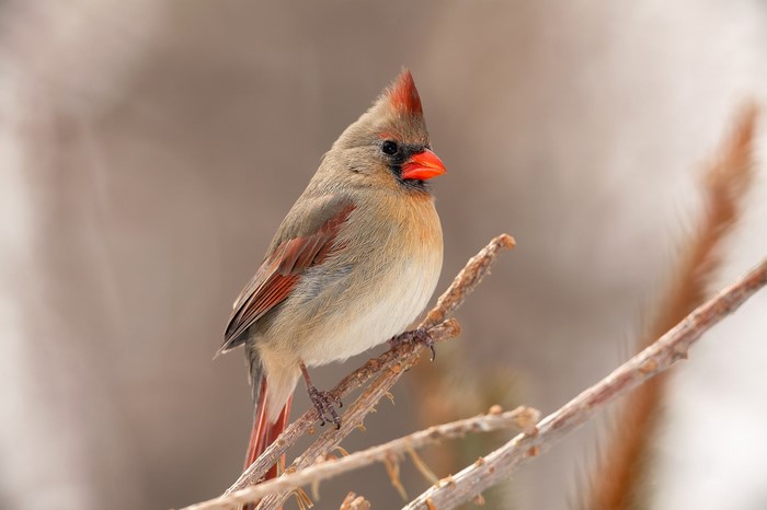Female Northern Cardinal perched on a branch