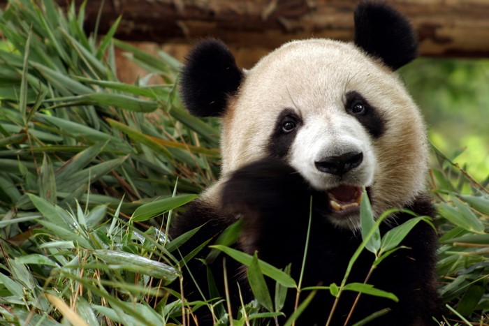Giant Panda eating bamboo in foliage