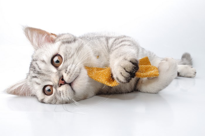 Silver tabby kitten playing with a golden bow