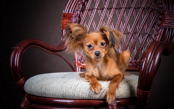 Russian Toy dog sitting on a chair