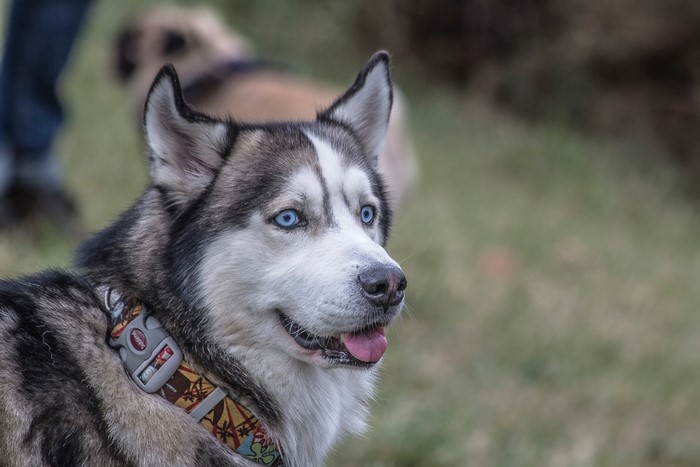 Husky dog with blue eyes wearing a collar
