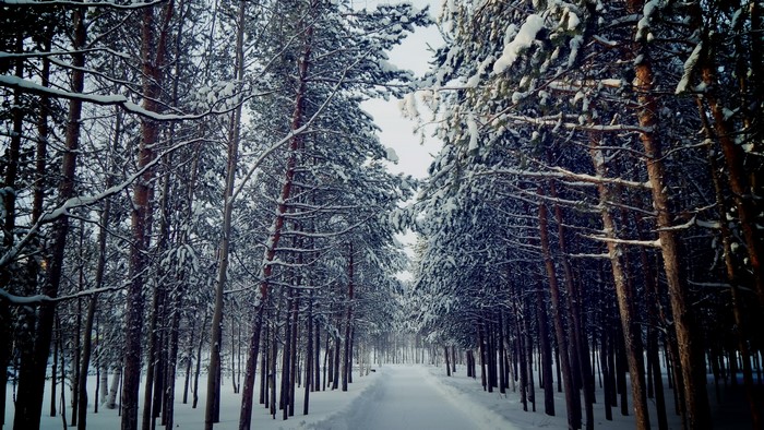 Snowy forest path with tall pine trees