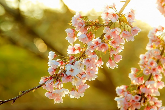 Cherry blossoms on a branch in sunlight