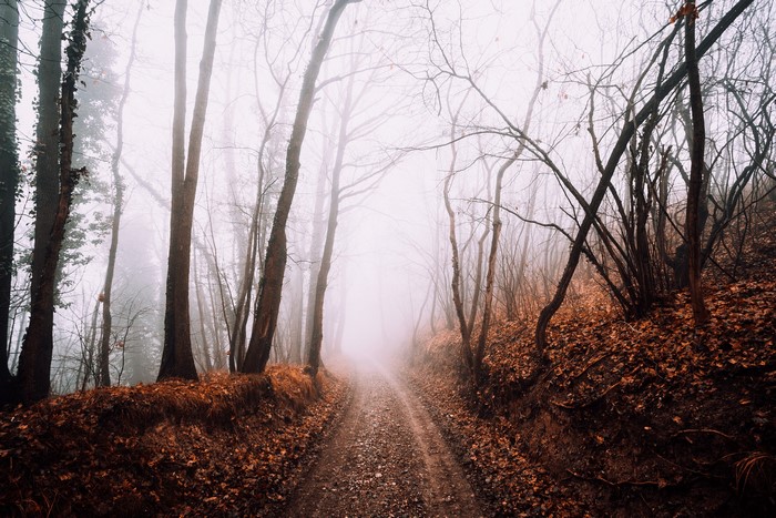 A foggy forest road in autumn