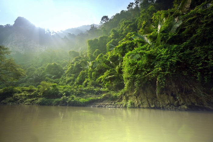 4K Jungle River with Sunbeams