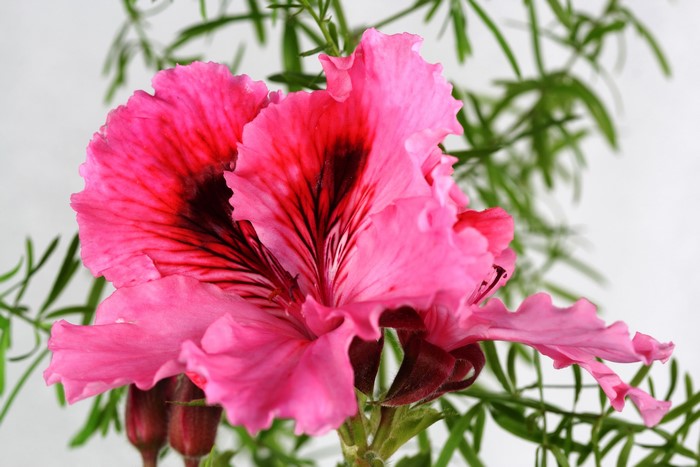 Close-up of a pink Geranium flower