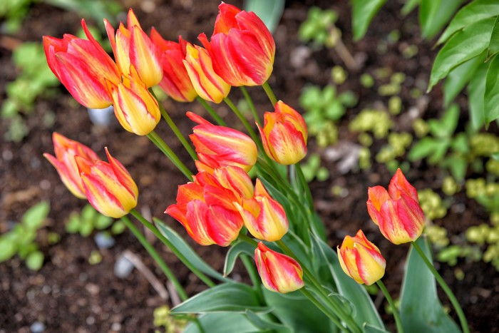 4K Tulips Closeup