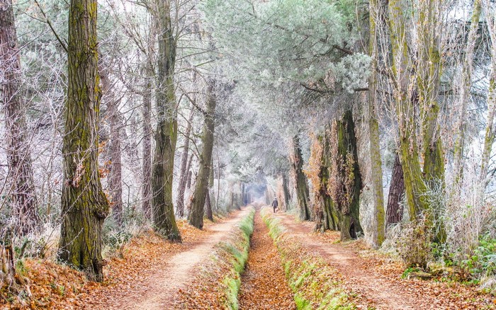 A person walks down a path in a forest during autumn