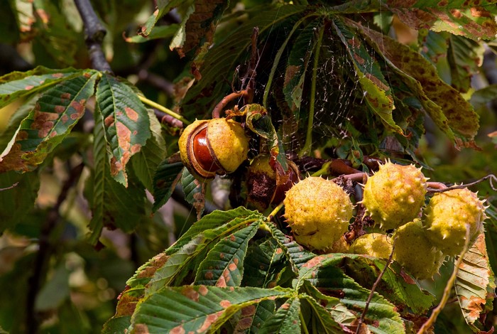 Horse Chestnuts on a Tree Branch