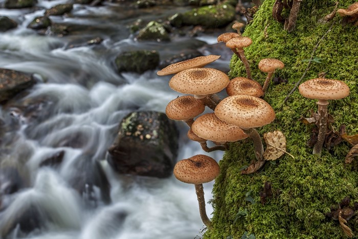 Honey mushrooms growing on a mossy tree by a stream