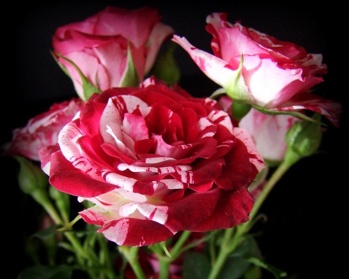 Striped red and white roses with buds