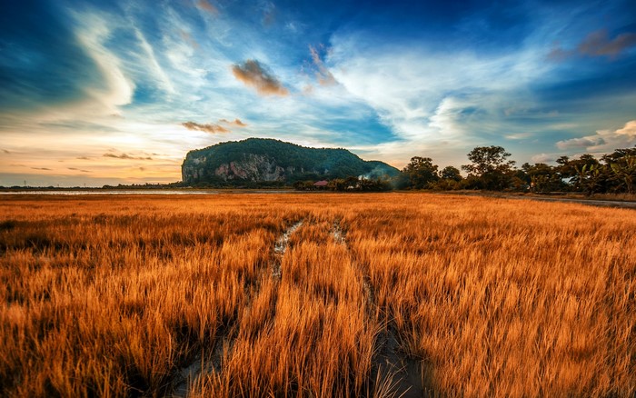 Golden field with a mountain and dramatic sky