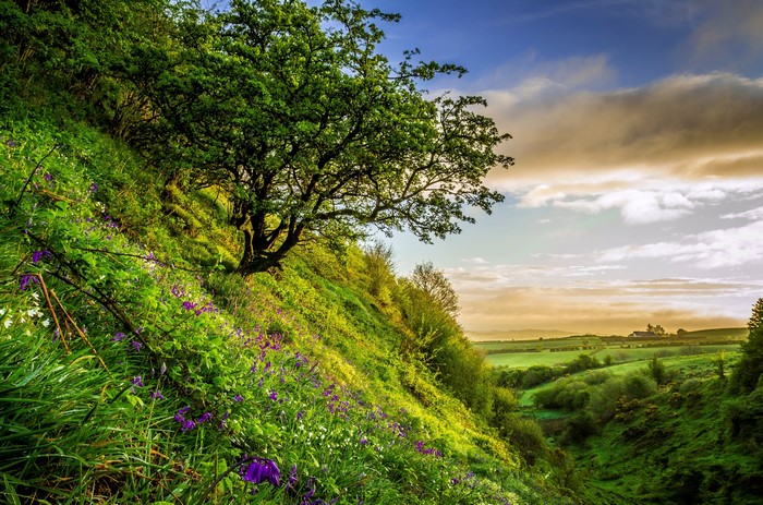 Green Hillside with Tree and Distant Castle