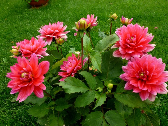 Pink Dahlias in a Garden