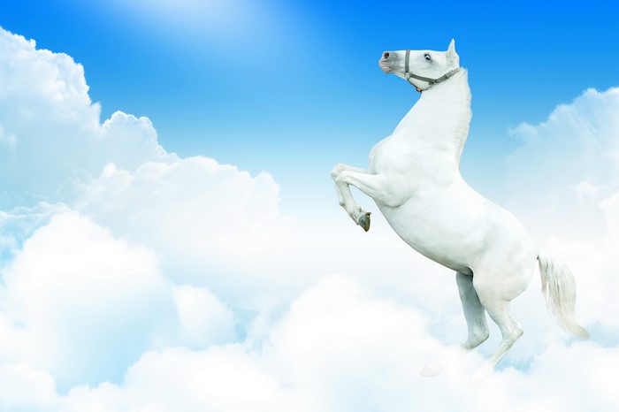 White horse rearing up in the clouds