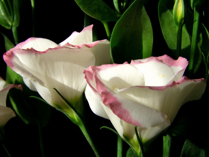Two white Eustoma flowers with pink edges