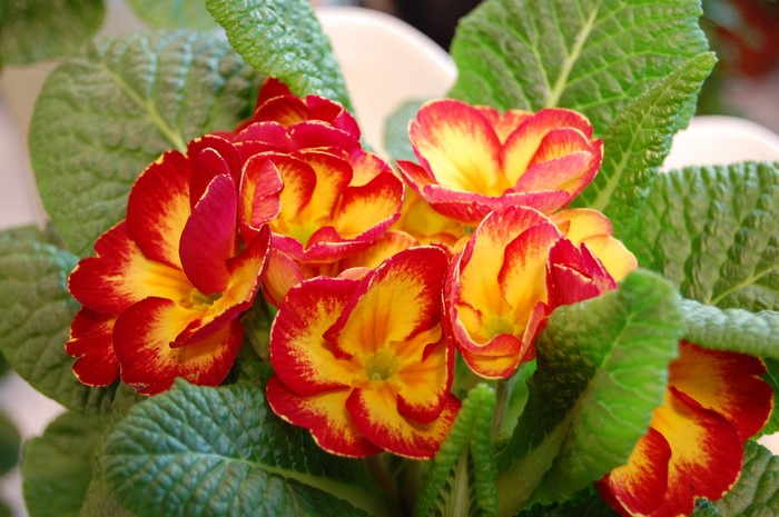 Close-up of red and yellow primula flowers