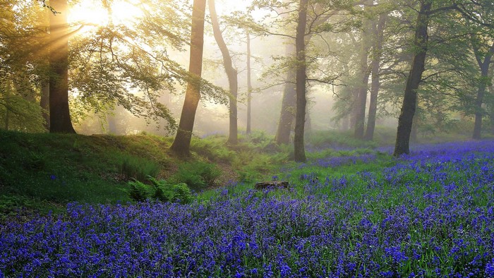 Sunlight filtering through trees onto a field of bluebells