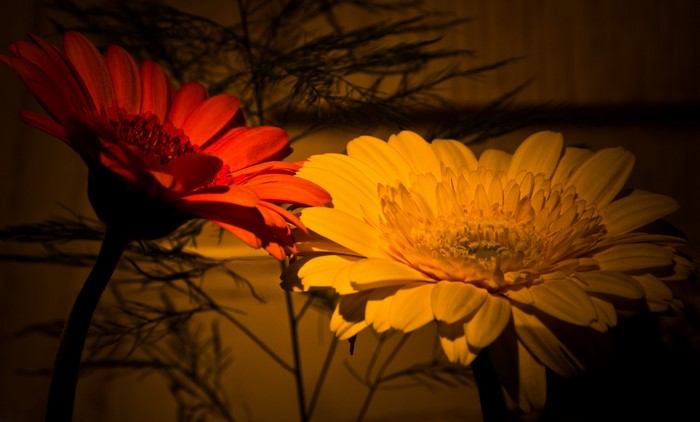 Red and Yellow Gerbera Daisies