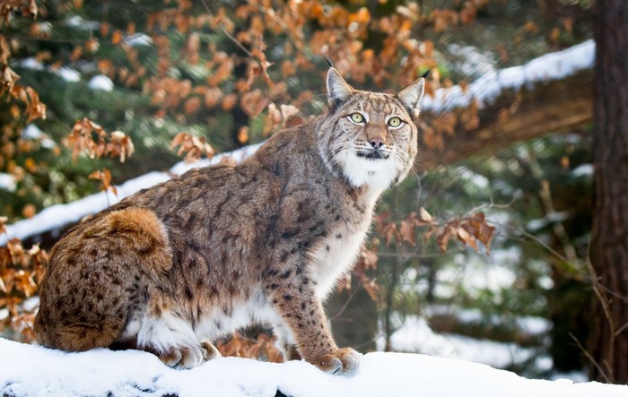 Lynx sitting on snow in a forest