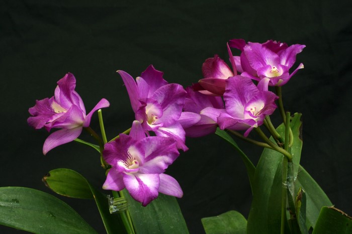 Purple and white orchids on a dark background