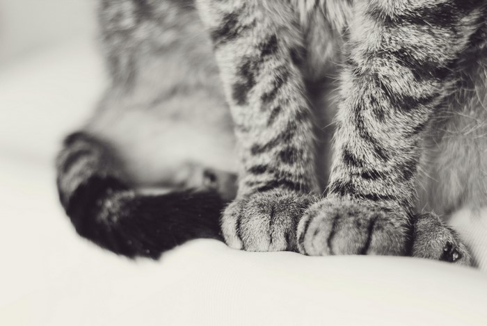 Close-up of a tabby cat's paws and tail