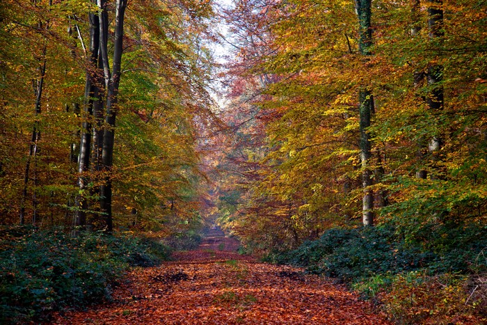 Autumn forest path with fallen leaves