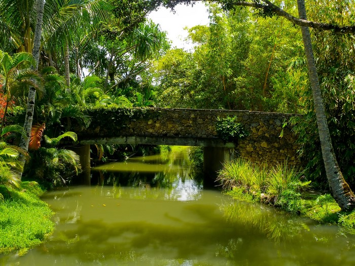 Stone bridge over a river in a tropical park