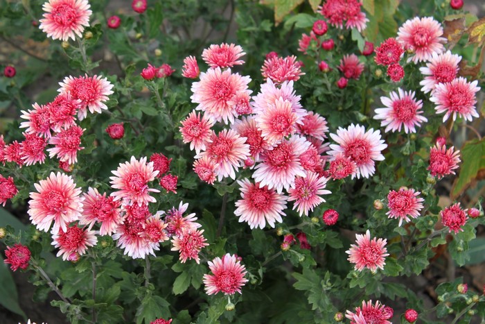 Pink and white chrysanthemums in bloom