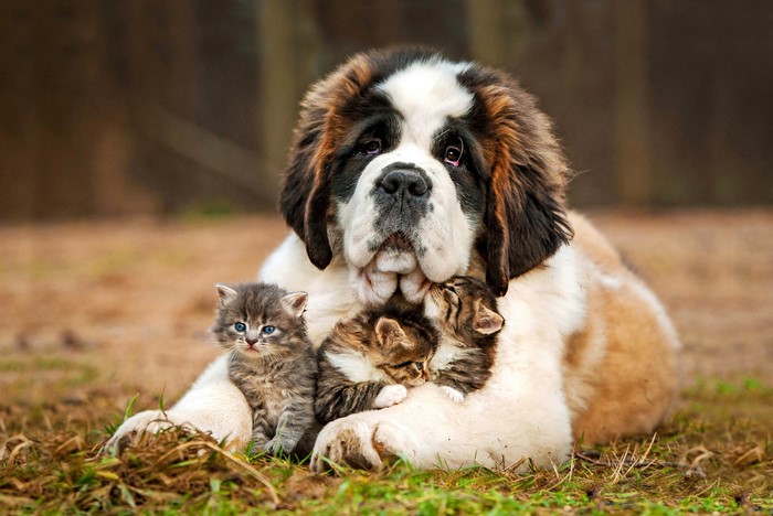 St. Bernard dog with three kittens