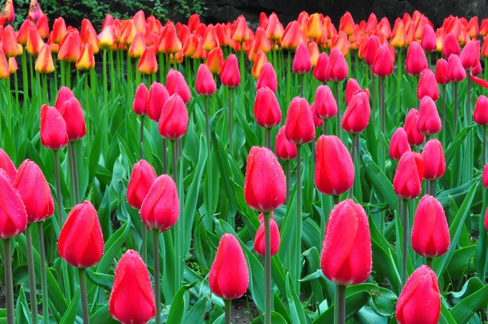 Field of red and orange tulips with water drops