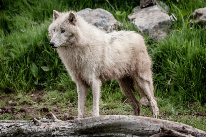 White wolf standing in a grassy area with rocks
