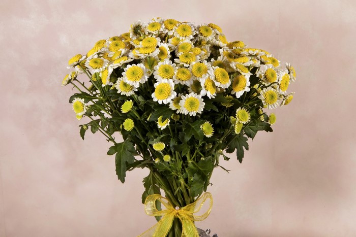 Bouquet of yellow and white chrysanthemums with a ribbon