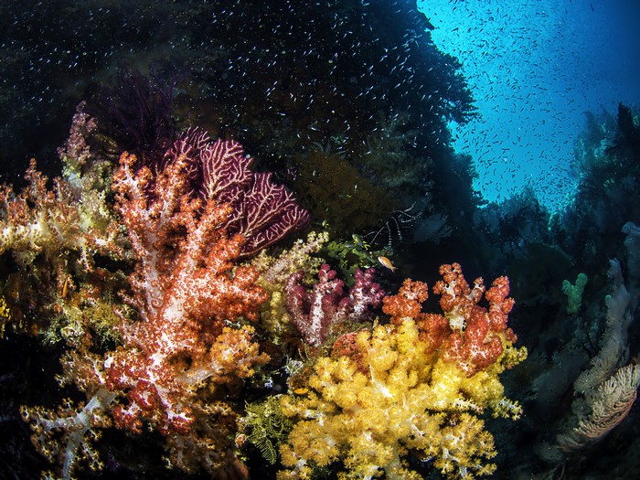 Underwater coral reef with fish and sea fans