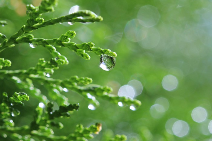 Closeup of green branches with water drops