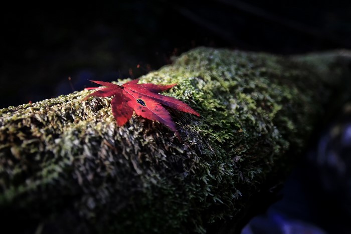 Red maple leaf on mossy log