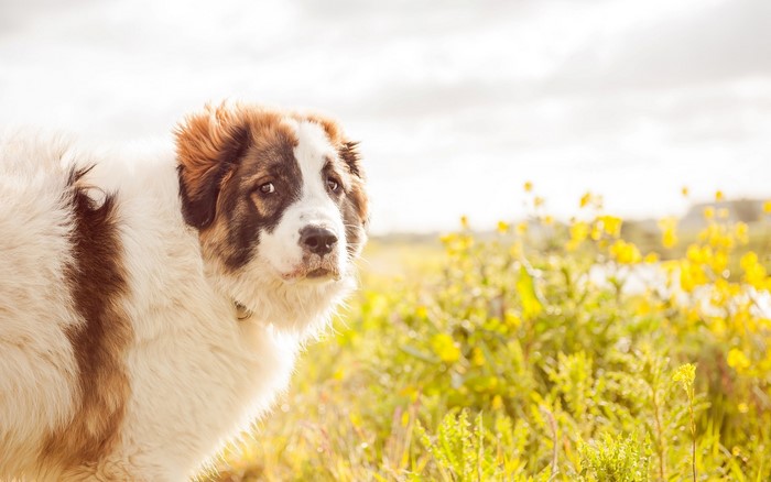 A large dog with brown and white fur in a field of yellow flowers