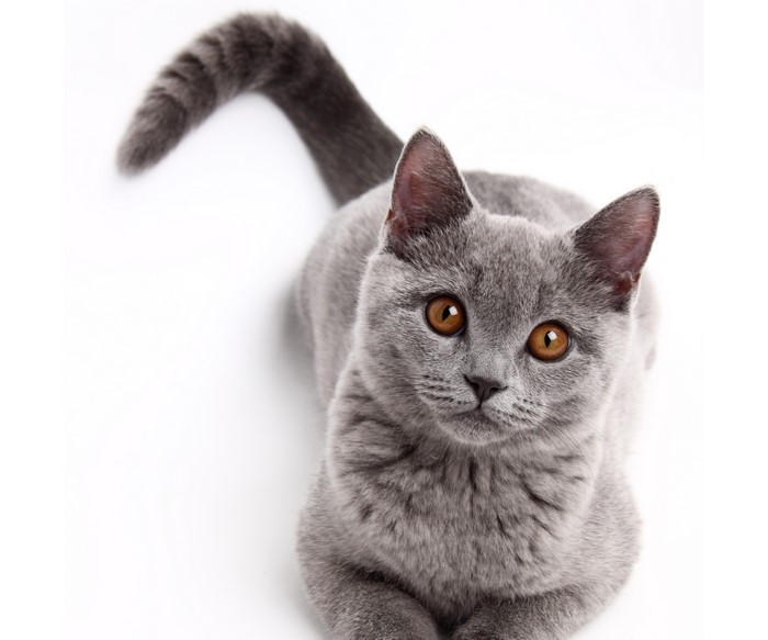 Grey British Shorthair Cat with Orange Eyes