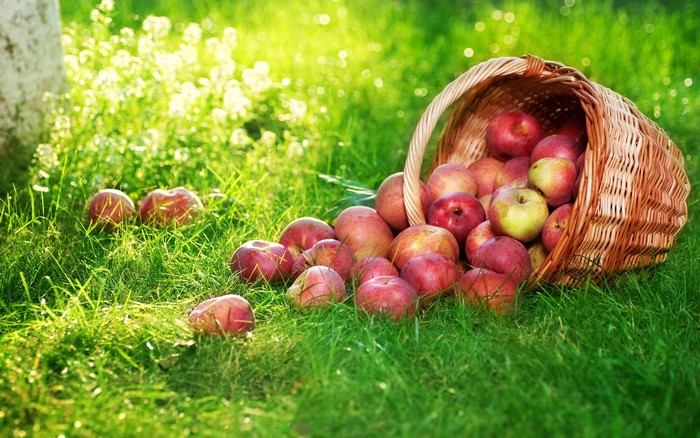 Apples spilled from a wicker basket onto grass