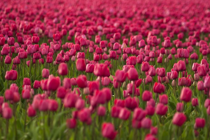 Field of Pink Tulips