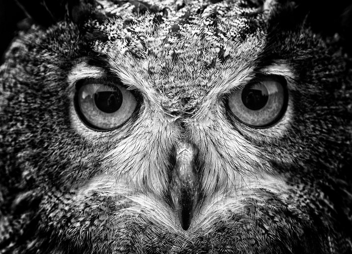 Close-up of an owl's intense eyes and beak
