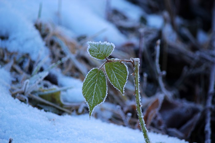 Frosty leaves on a plant stem in winter