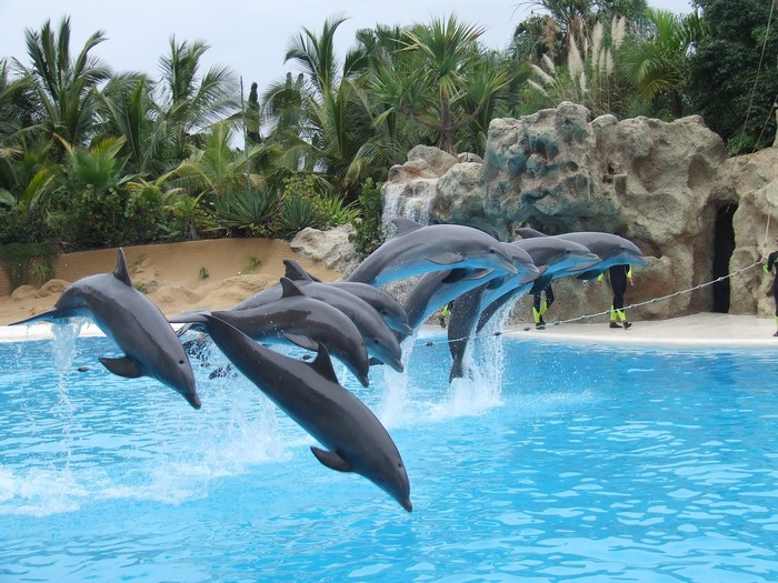 Dolphins jumping in a pool with trainers