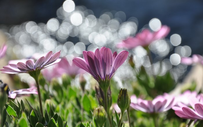 Purple daisies with bokeh background