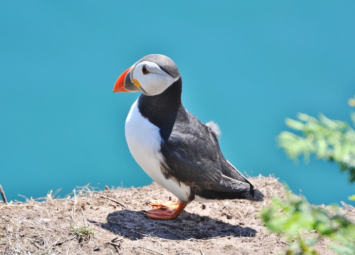 Puffin bird on a cliff overlooking the ocean
