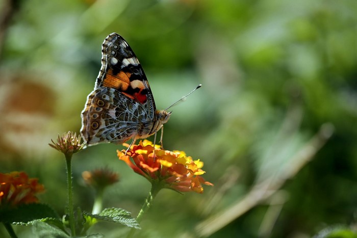 Painted Lady butterfly on orange and yellow flowers