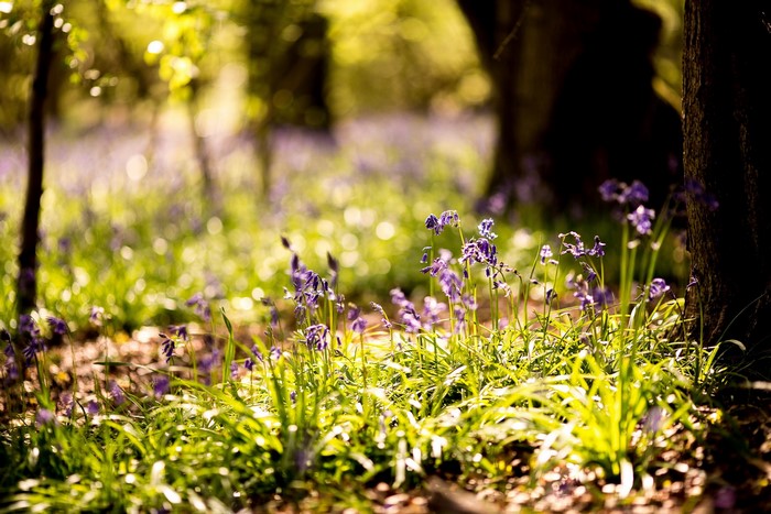 Bluebells in a sunlit forest