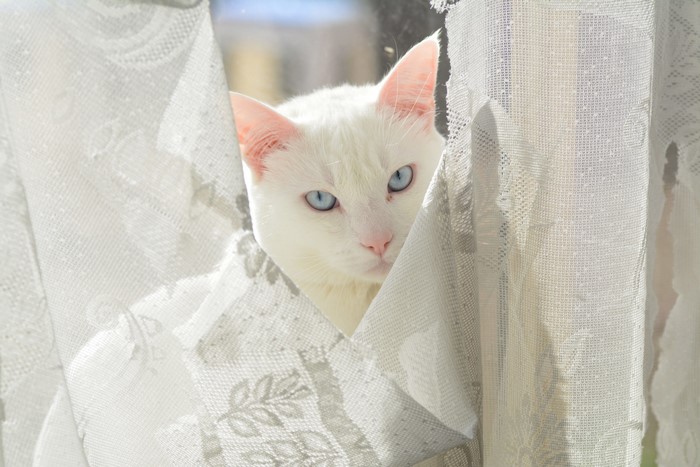 White cat with blue eyes peeking through curtains