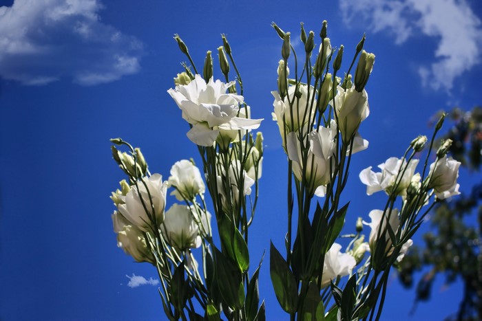 White Eustoma flowers against a blue sky